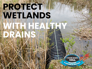 What’s the Link Between Drains and Wetlands?