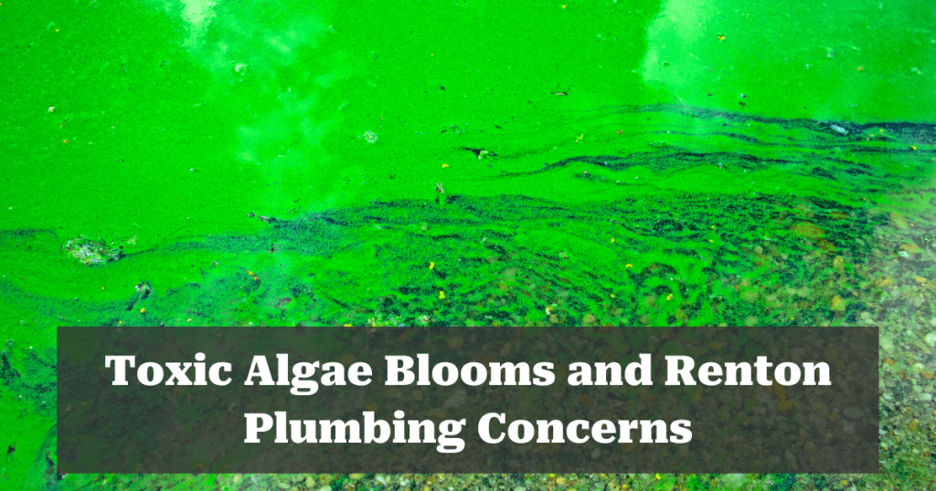 Toxic Algae Blooms and Renton Plumbing Concerns